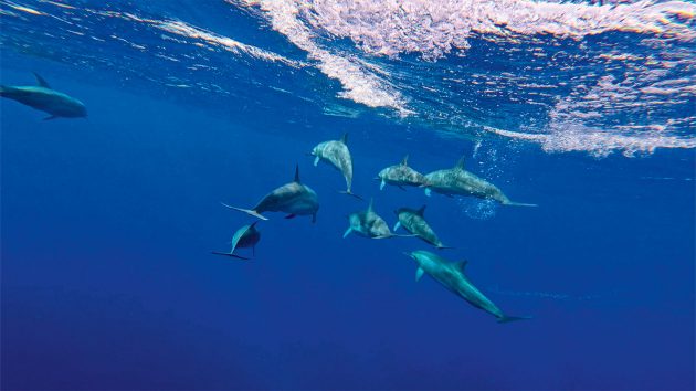 An underwater shot of a group of dolphins swimming close to the surface.
