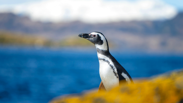 Magellanic penguin at Isla Rupert in the Strait of Magellan